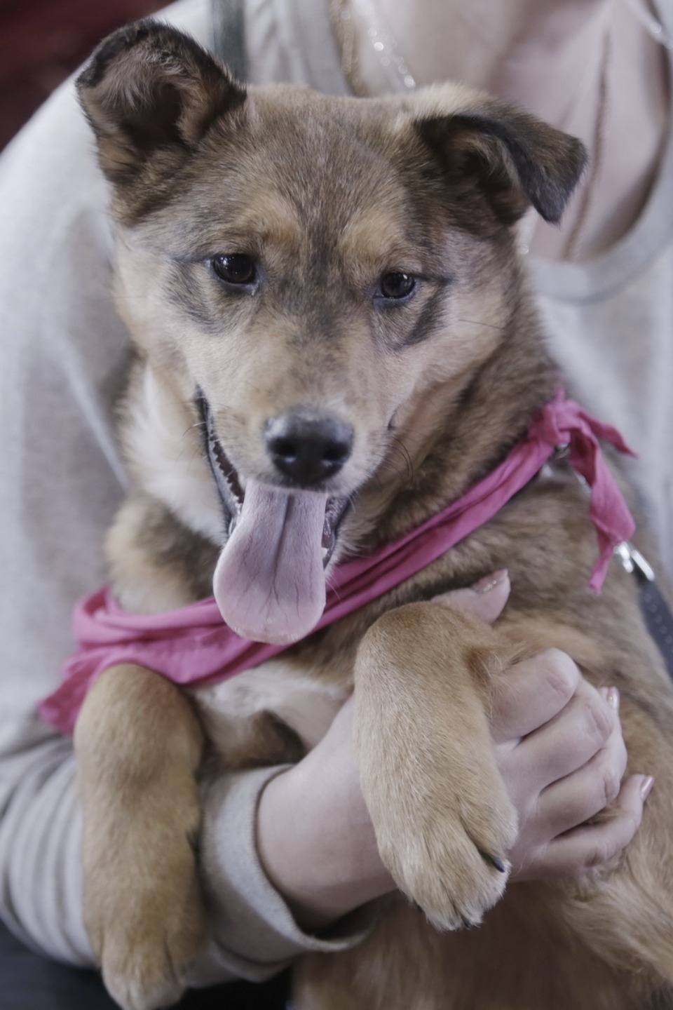 Выставка бездомных кошек и собак «Хвостатый Фест»