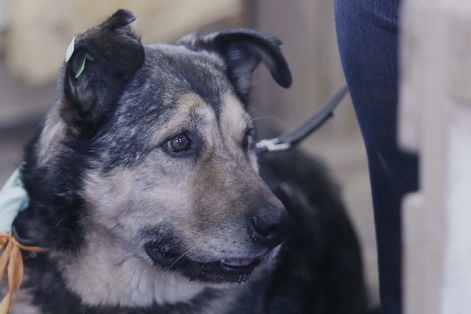 Выставка бездомных кошек и собак «Хвостатый Фест»