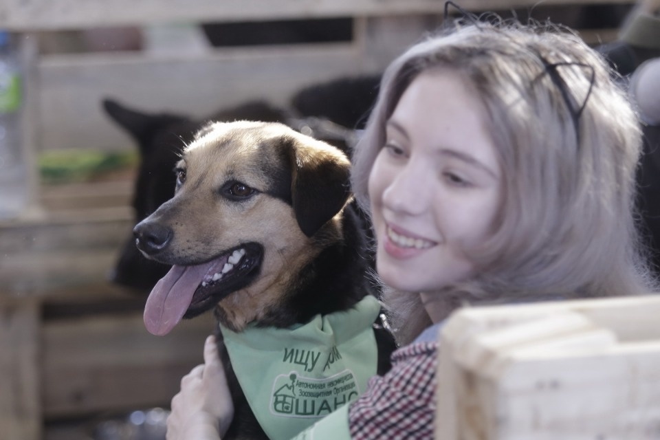Выставка бездомных кошек и собак «Хвостатый Фест»