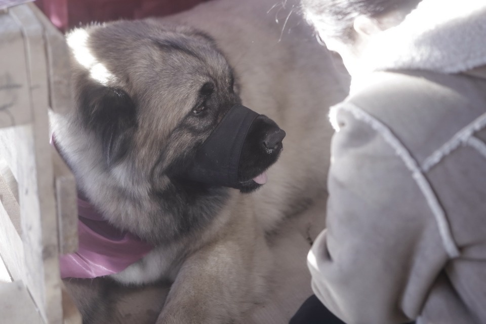 Выставка бездомных кошек и собак «Хвостатый Фест»