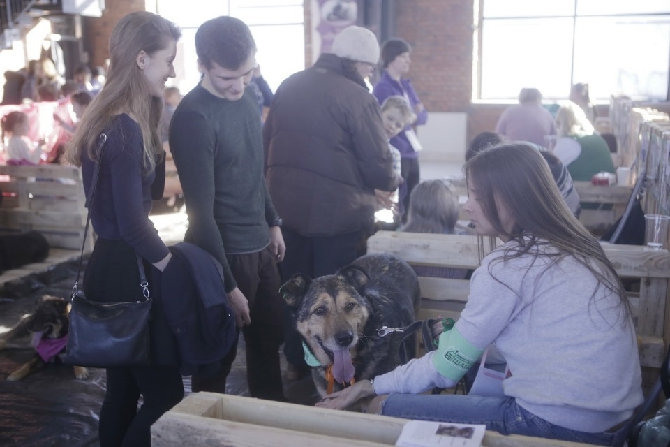 Выставка бездомных кошек и собак «Хвостатый Фест»