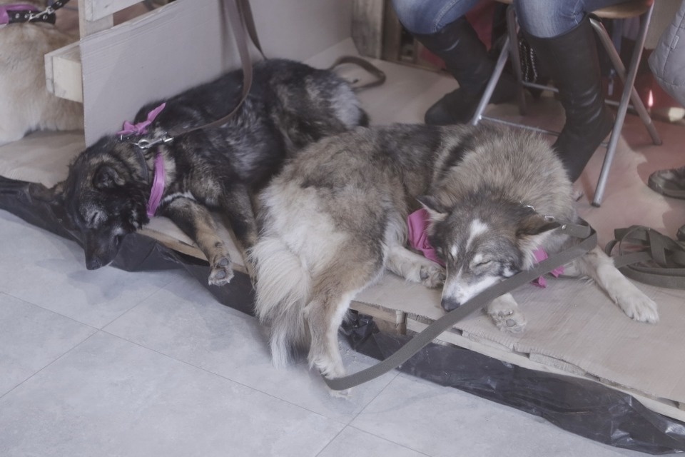 Выставка бездомных кошек и собак «Хвостатый Фест»