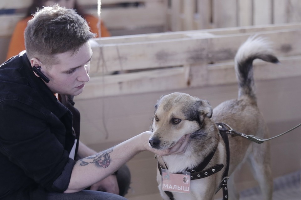 Выставка бездомных кошек и собак «Хвостатый Фест»