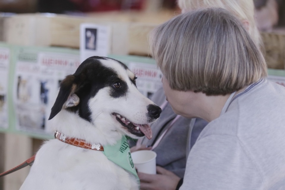 Выставка бездомных кошек и собак «Хвостатый Фест»