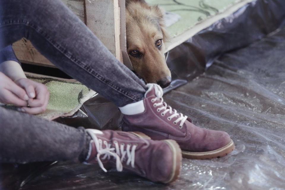 Выставка бездомных кошек и собак «Хвостатый Фест»