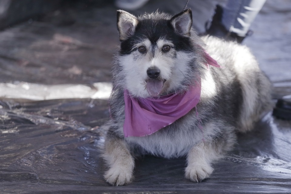 Выставка бездомных кошек и собак «Хвостатый Фест»
