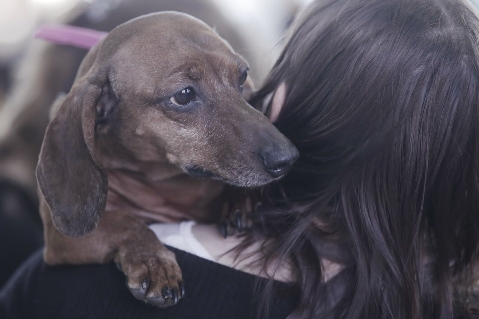 Выставка бездомных кошек и собак «Хвостатый Фест»