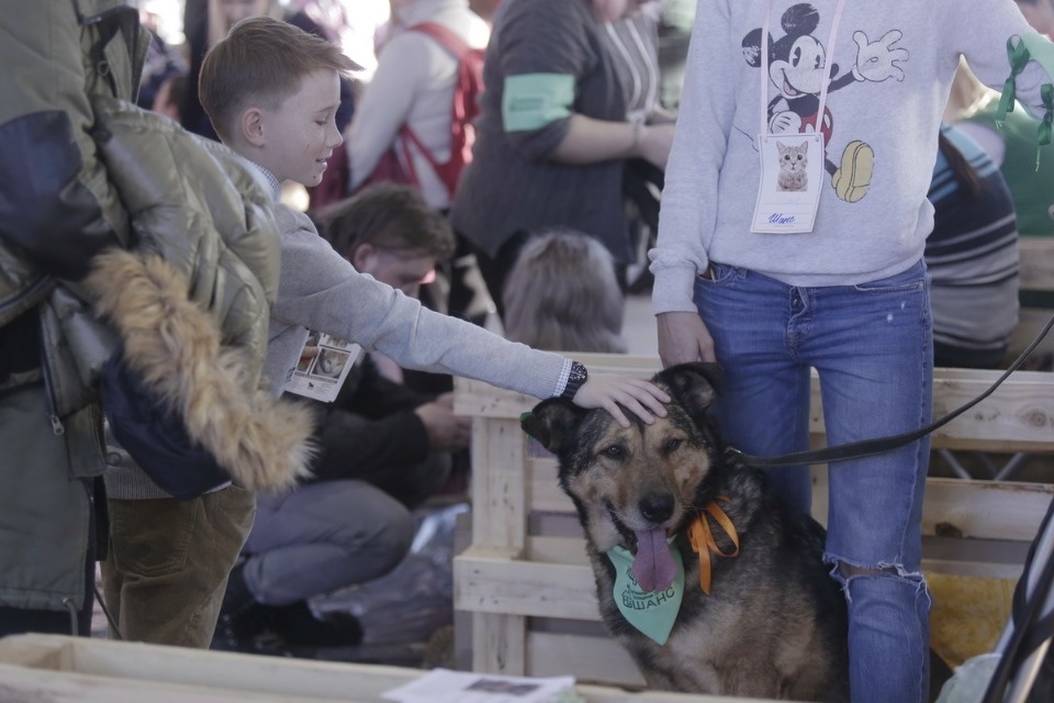 Выставка бездомных кошек и собак «Хвостатый Фест»