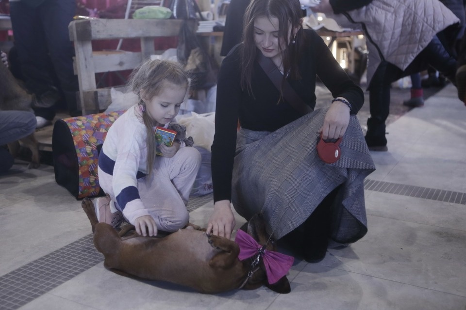 Выставка бездомных кошек и собак «Хвостатый Фест»