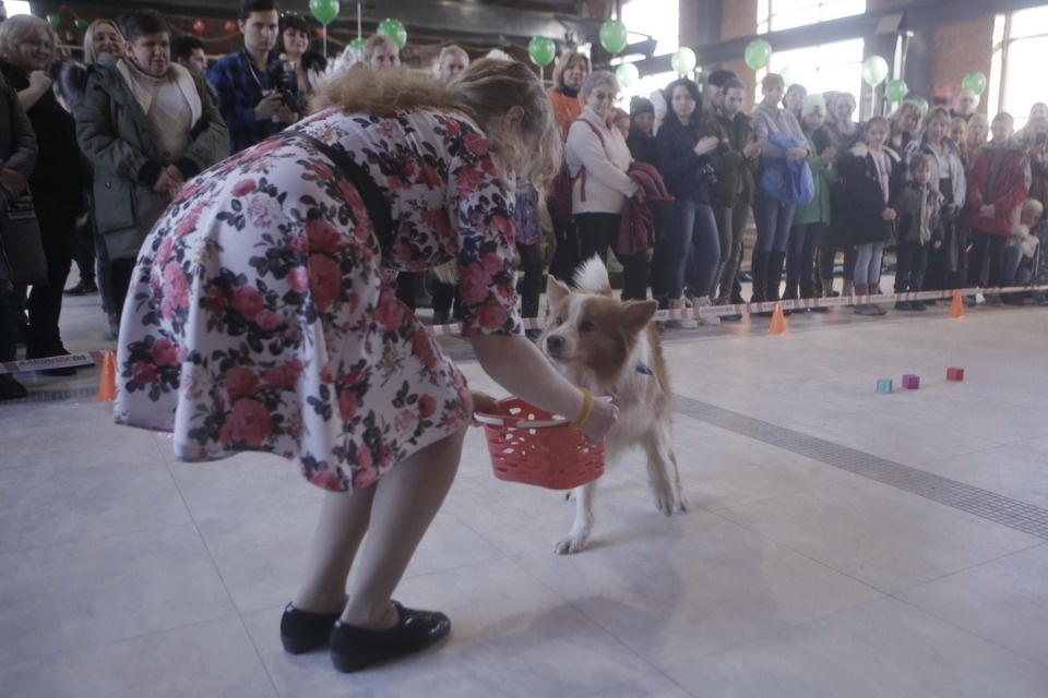 Выставка бездомных кошек и собак «Хвостатый Фест»