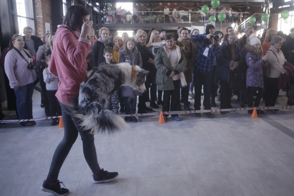 Выставка бездомных кошек и собак «Хвостатый Фест»