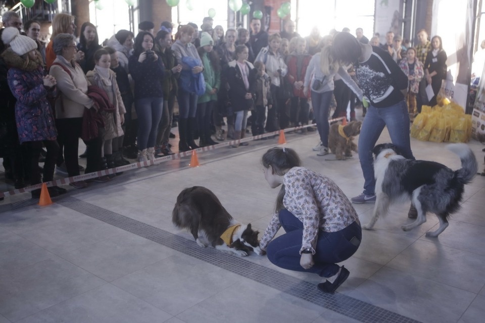 Выставка бездомных кошек и собак «Хвостатый Фест»