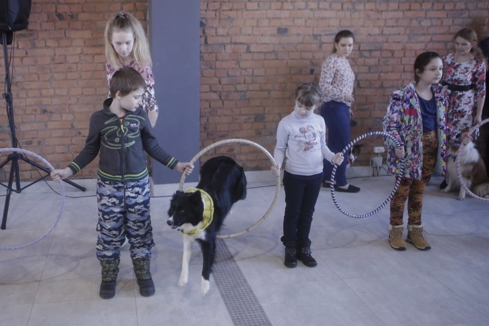 Выставка бездомных кошек и собак «Хвостатый Фест»