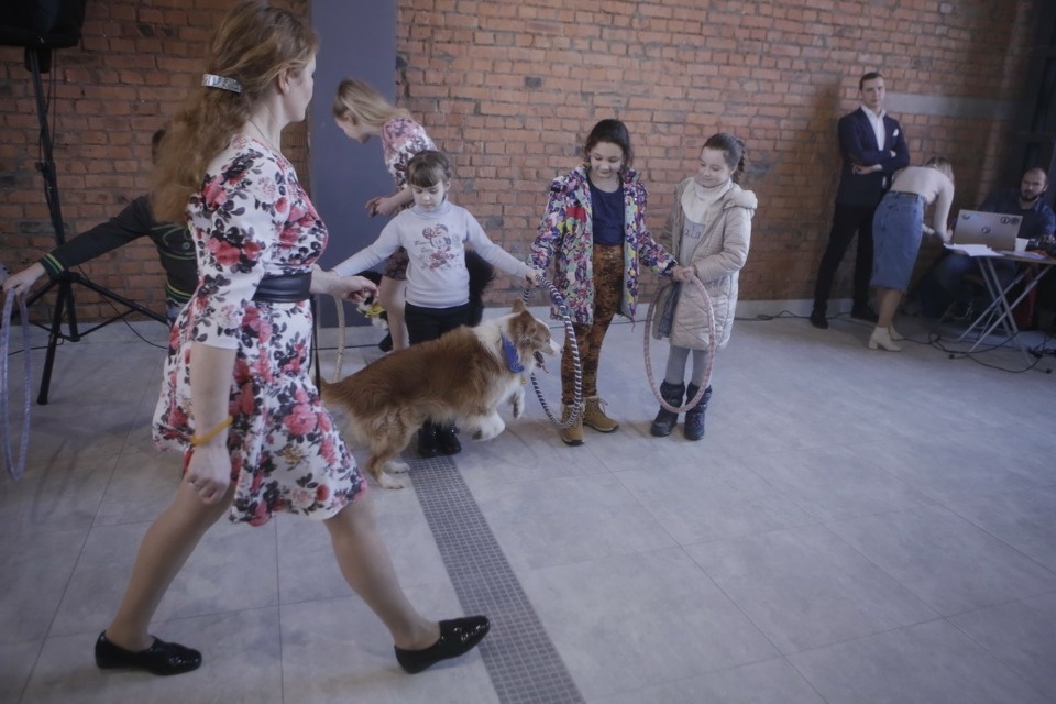 Выставка бездомных кошек и собак «Хвостатый Фест»