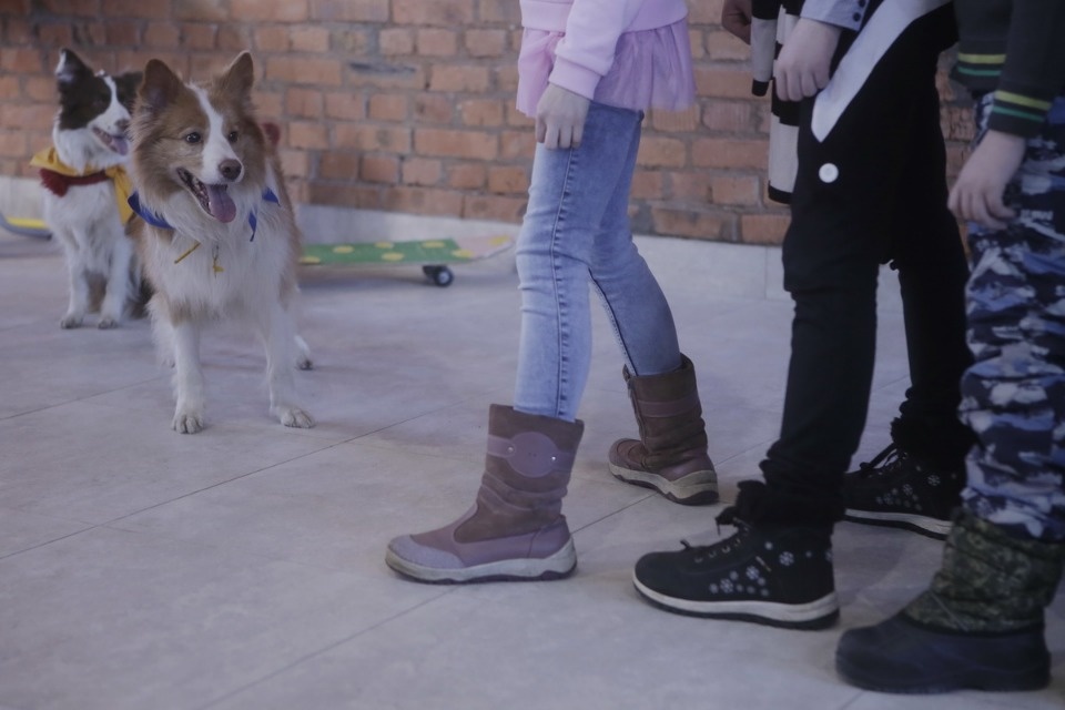 Выставка бездомных кошек и собак «Хвостатый Фест»