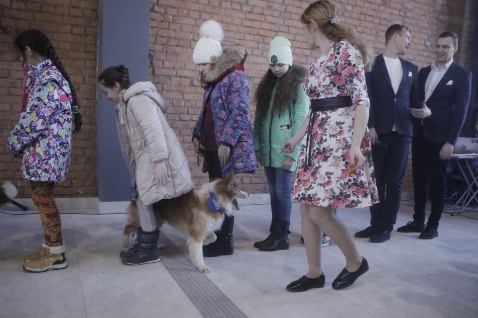 Выставка бездомных кошек и собак «Хвостатый Фест»