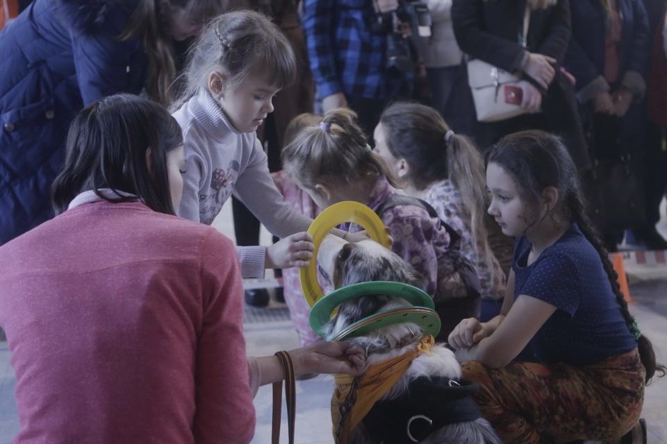 Выставка бездомных кошек и собак «Хвостатый Фест»