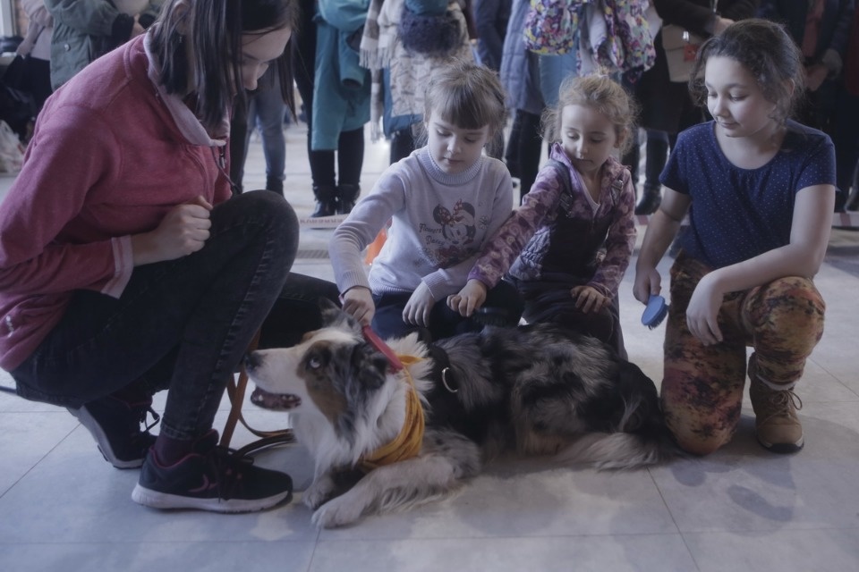 Выставка бездомных кошек и собак «Хвостатый Фест»