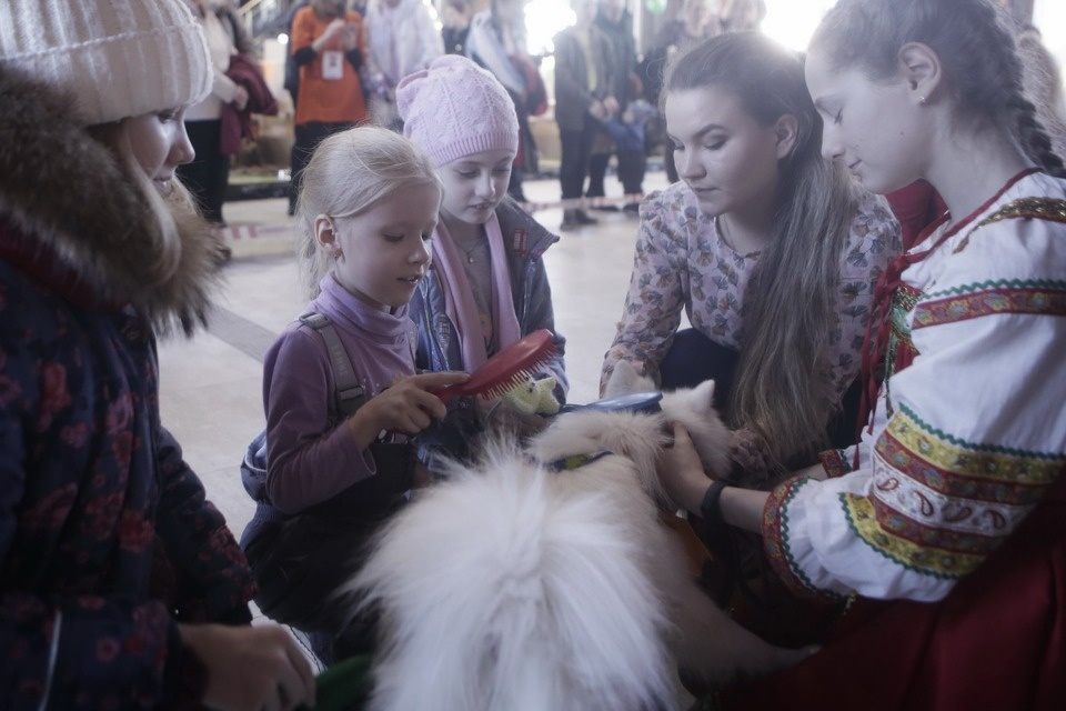 Выставка бездомных кошек и собак «Хвостатый Фест»