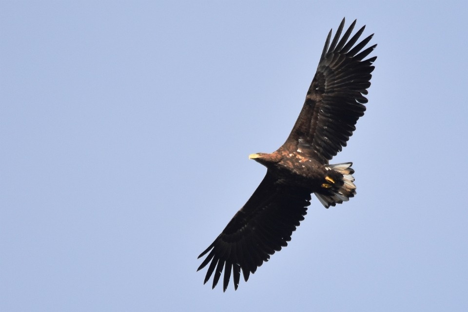 Гроза чудского неба Гроза чудского неба