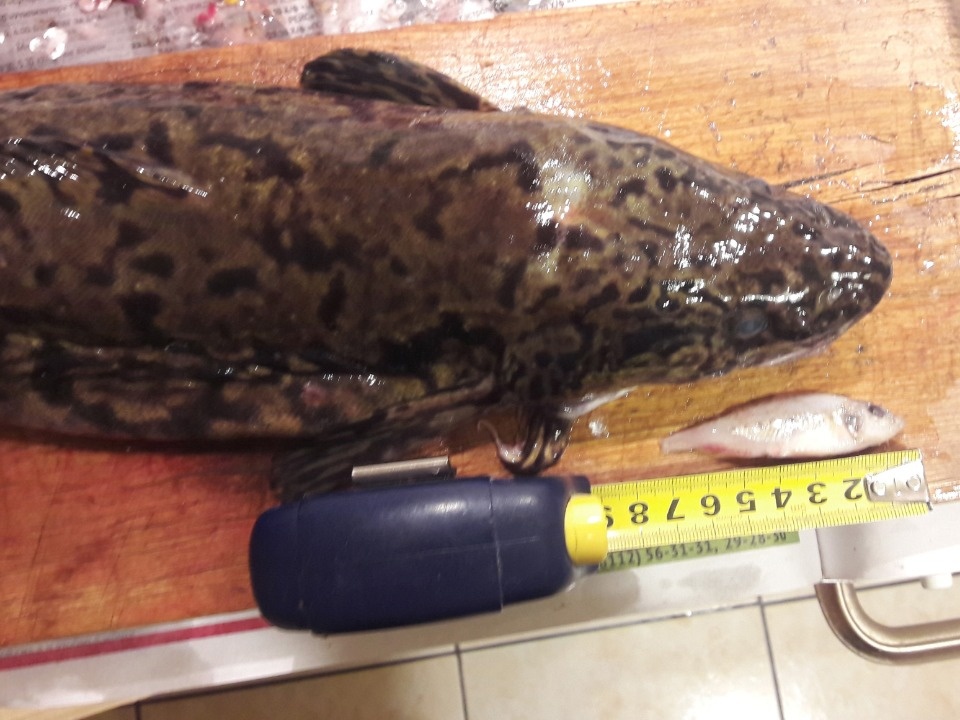 Речной леопард