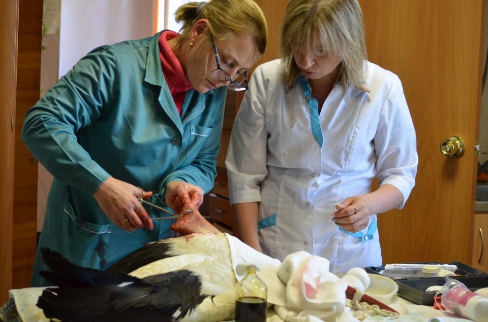 Аистоубийцы