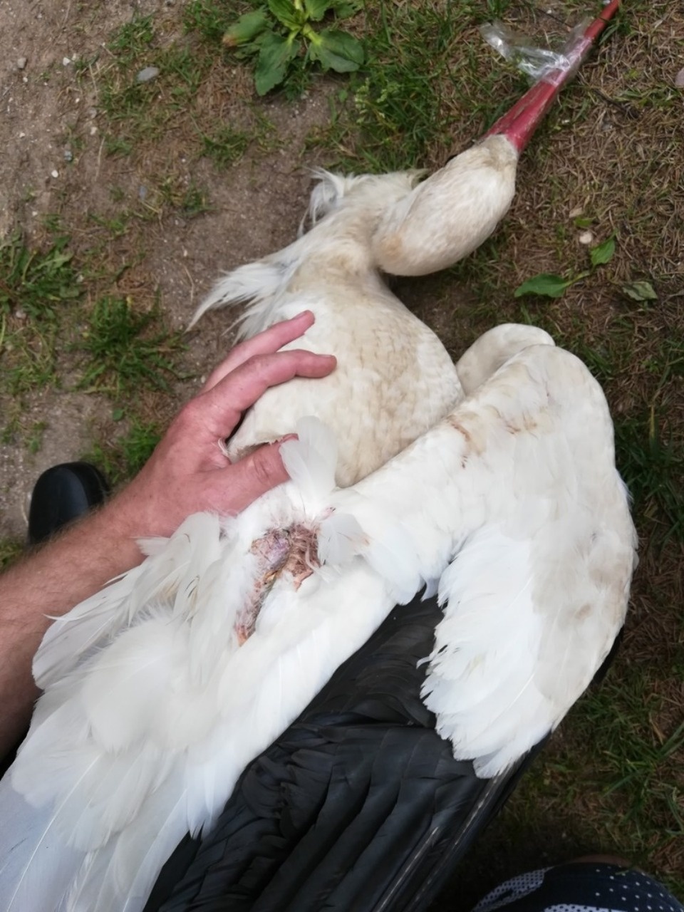 Аистоубийцы