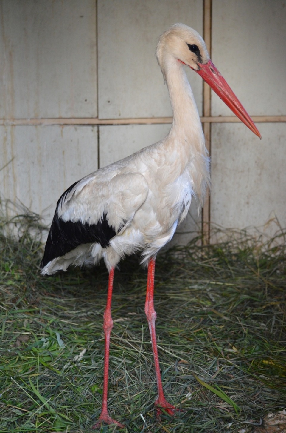 Аистоубийцы