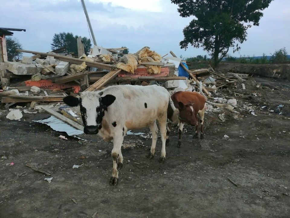 Разбирали завалы дом за домом, спасли котёнка