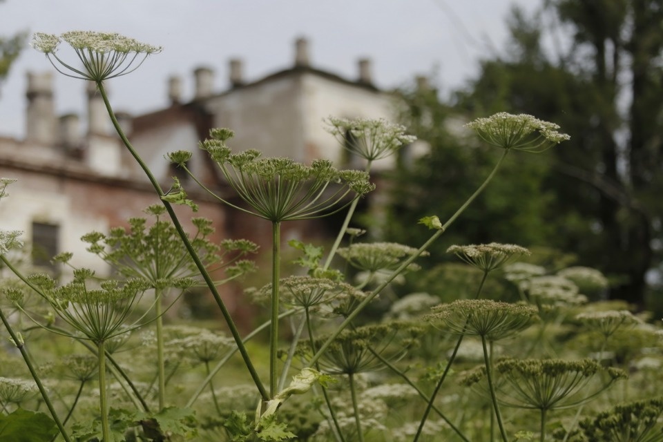 Волонтеры помогают сохранить усадьбу Волышово