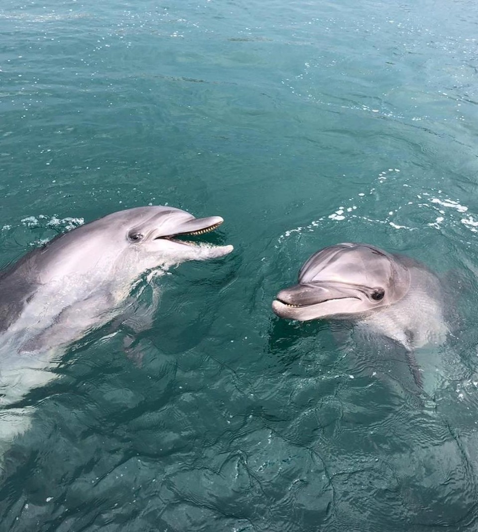 «Басков весь изревнуется»: Фото Оксаны Фёдоровой в обнимку с дельфинами обсуждают в соцсетях