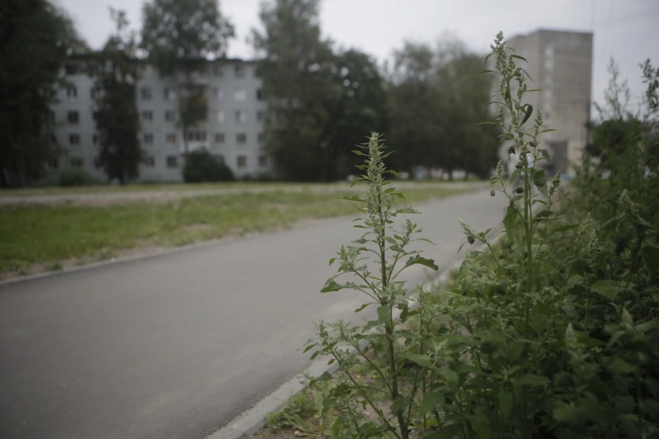 Пять скверов обновят в Пскове – кому повезло