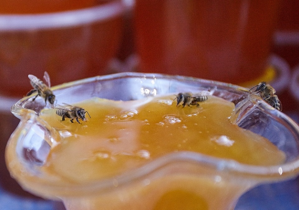 Каким запомнят нынешний «Медовый фестиваль» в Пскове Каким запомнят нынешний «Медовый фестиваль» в Пскове
