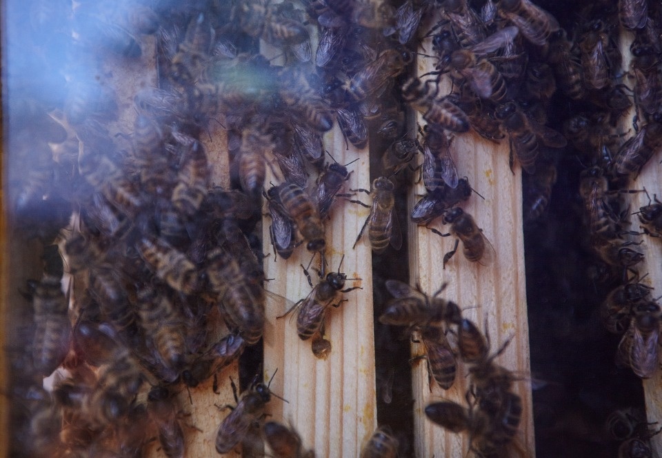 Каким запомнят нынешний «Медовый фестиваль» в Пскове Каким запомнят нынешний «Медовый фестиваль» в Пскове
