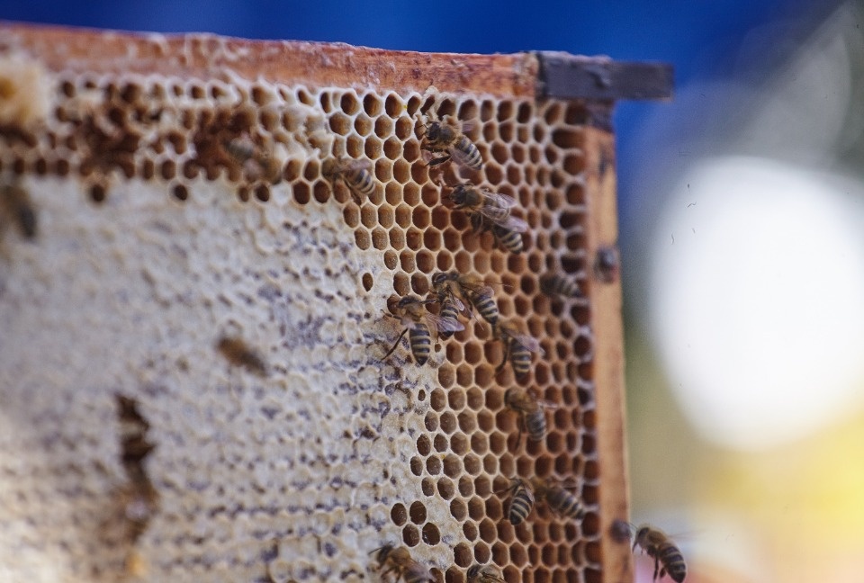 Каким запомнят нынешний «Медовый фестиваль» в Пскове Каким запомнят нынешний «Медовый фестиваль» в Пскове