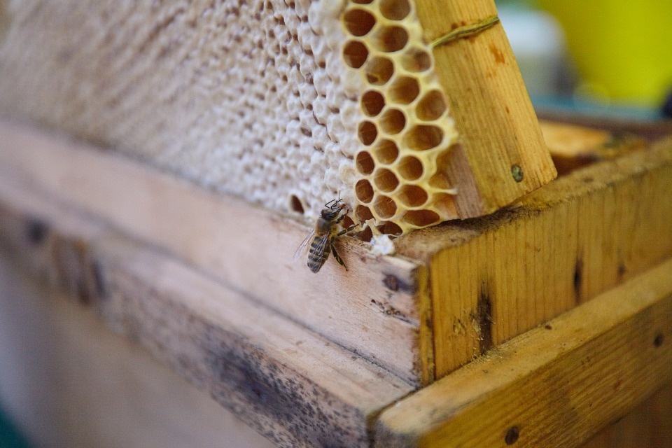 Каким запомнят нынешний «Медовый фестиваль» в Пскове Каким запомнят нынешний «Медовый фестиваль» в Пскове