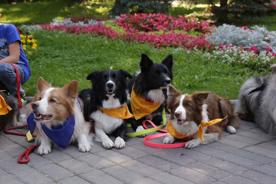 Каким запомнят нынешний «Медовый фестиваль» в Пскове Каким запомнят нынешний «Медовый фестиваль» в Пскове