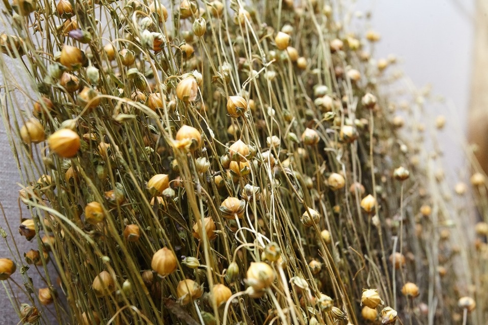 Синенький цветочек