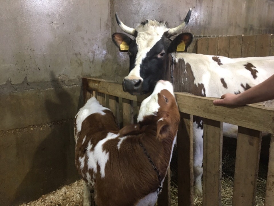 Без романтики