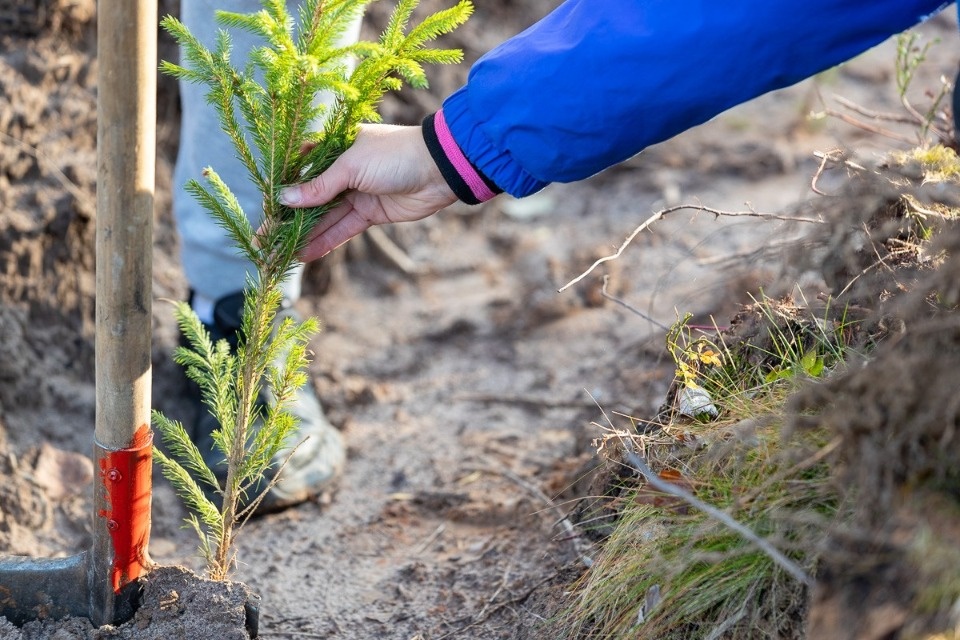 Студенты и лесники посадили 4 тысячи елок в Псковском районе