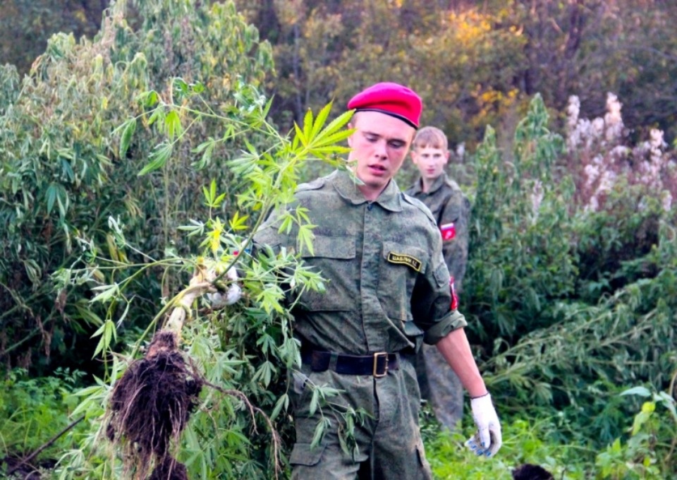 Более трёхсот кустов конопли уничтожили волонтёры в Островском районе