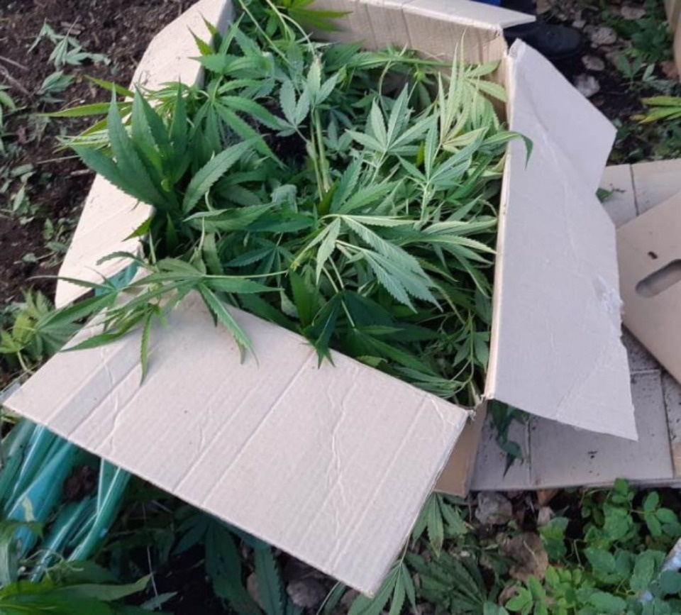 Возбуждены уголовные дела против псковича, который в теплице выращивал коноплю