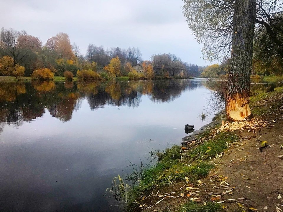Ещё одно дерево Финском парке Пскова готовится пасть жертвой бобров (ФОТО)