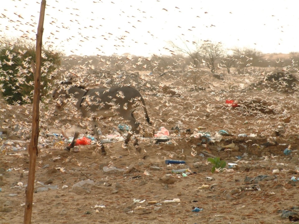 Крылья Псковской области