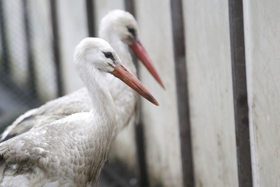 О «маме для аистов» узнала вся страна