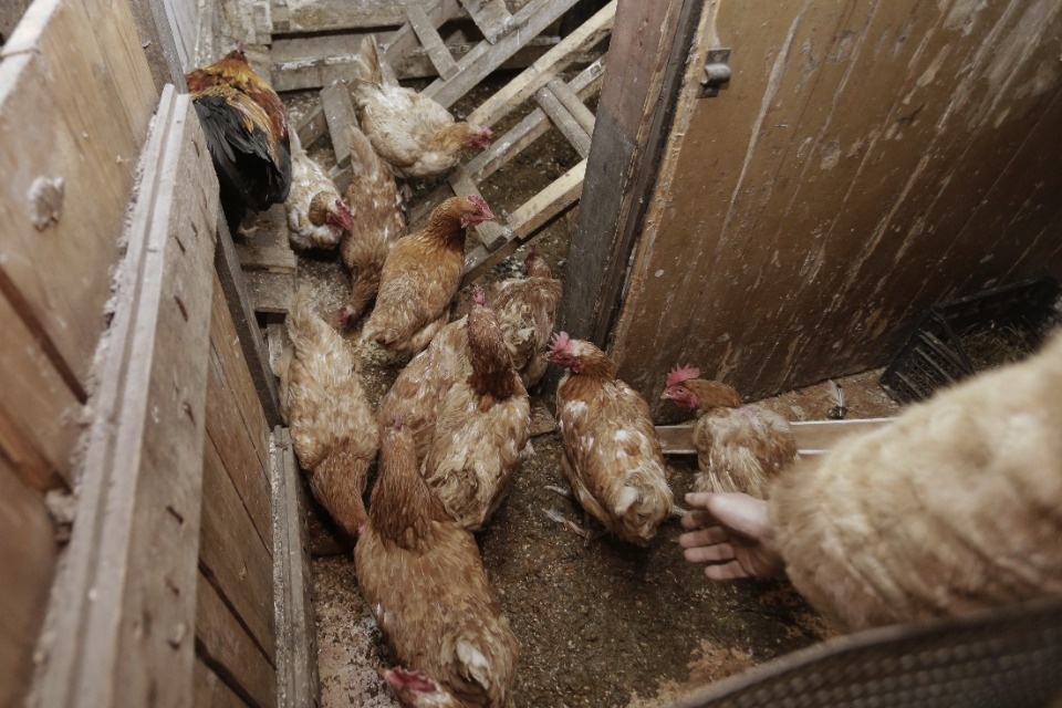 Ночевал в машине с двумя кошками