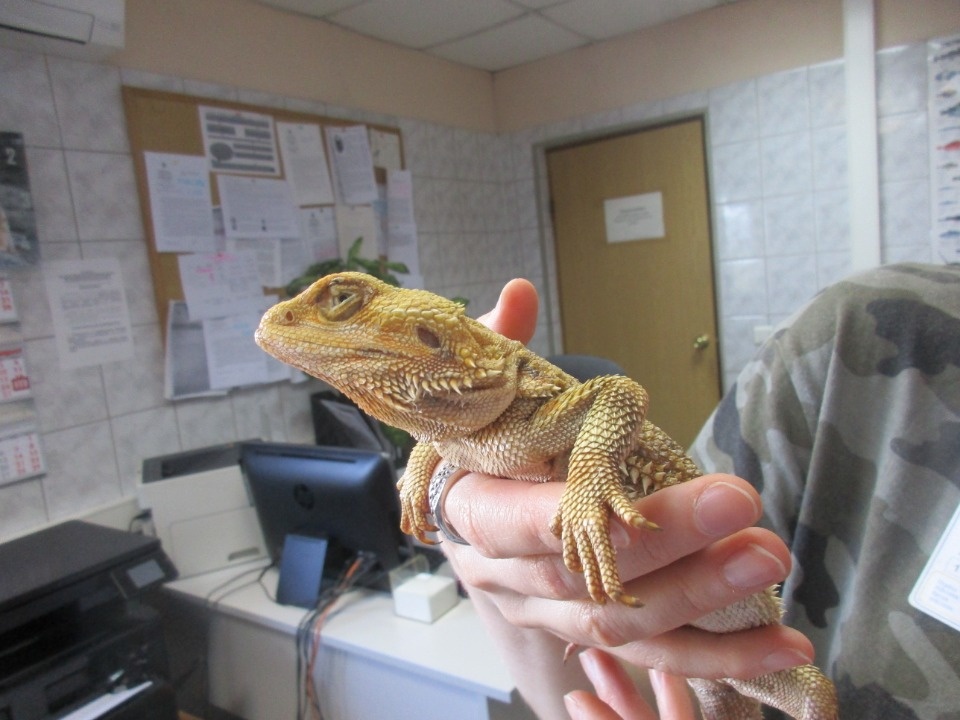 За 2019 год Россельхознадзор проверил на Псковской границе 9400 животных