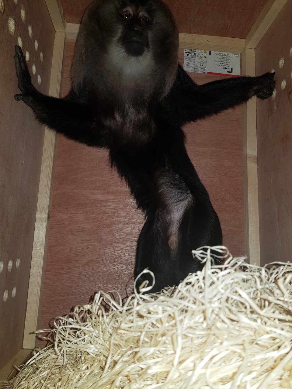 За 2019 год Россельхознадзор проверил на Псковской границе 9400 животных