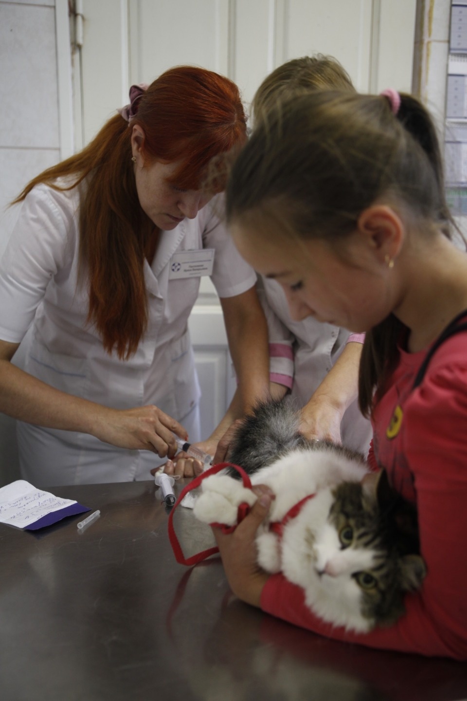 Псковские зоозащитники забрали кошек от приезжего контактного зоопарка