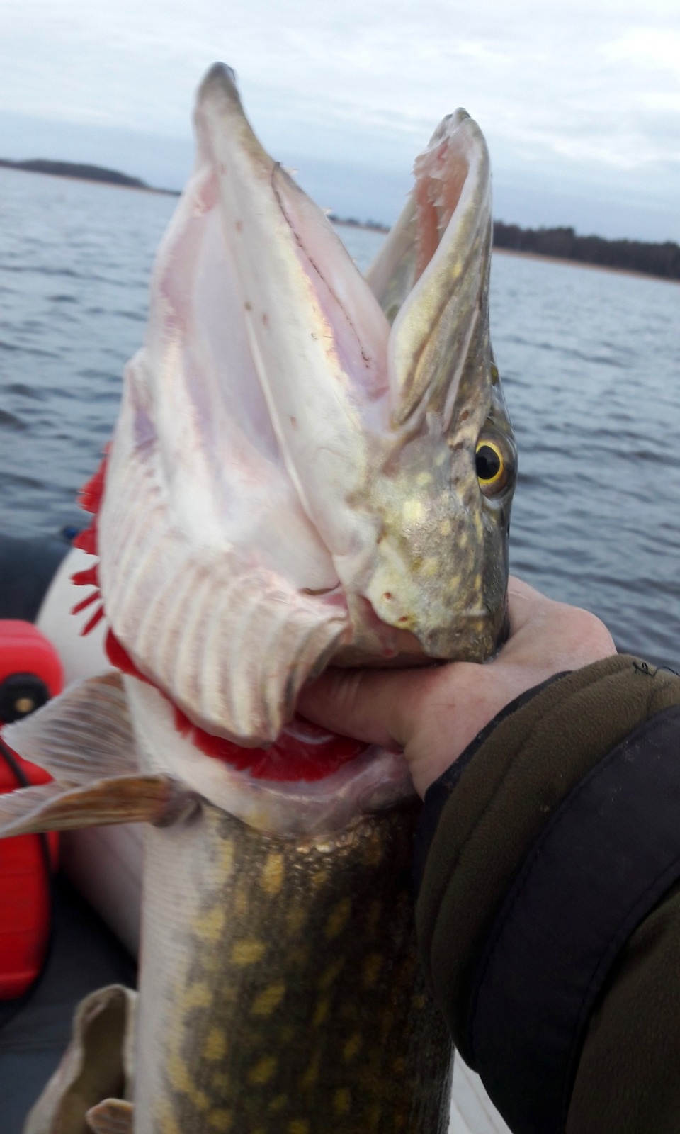 Щука осталась без каникул